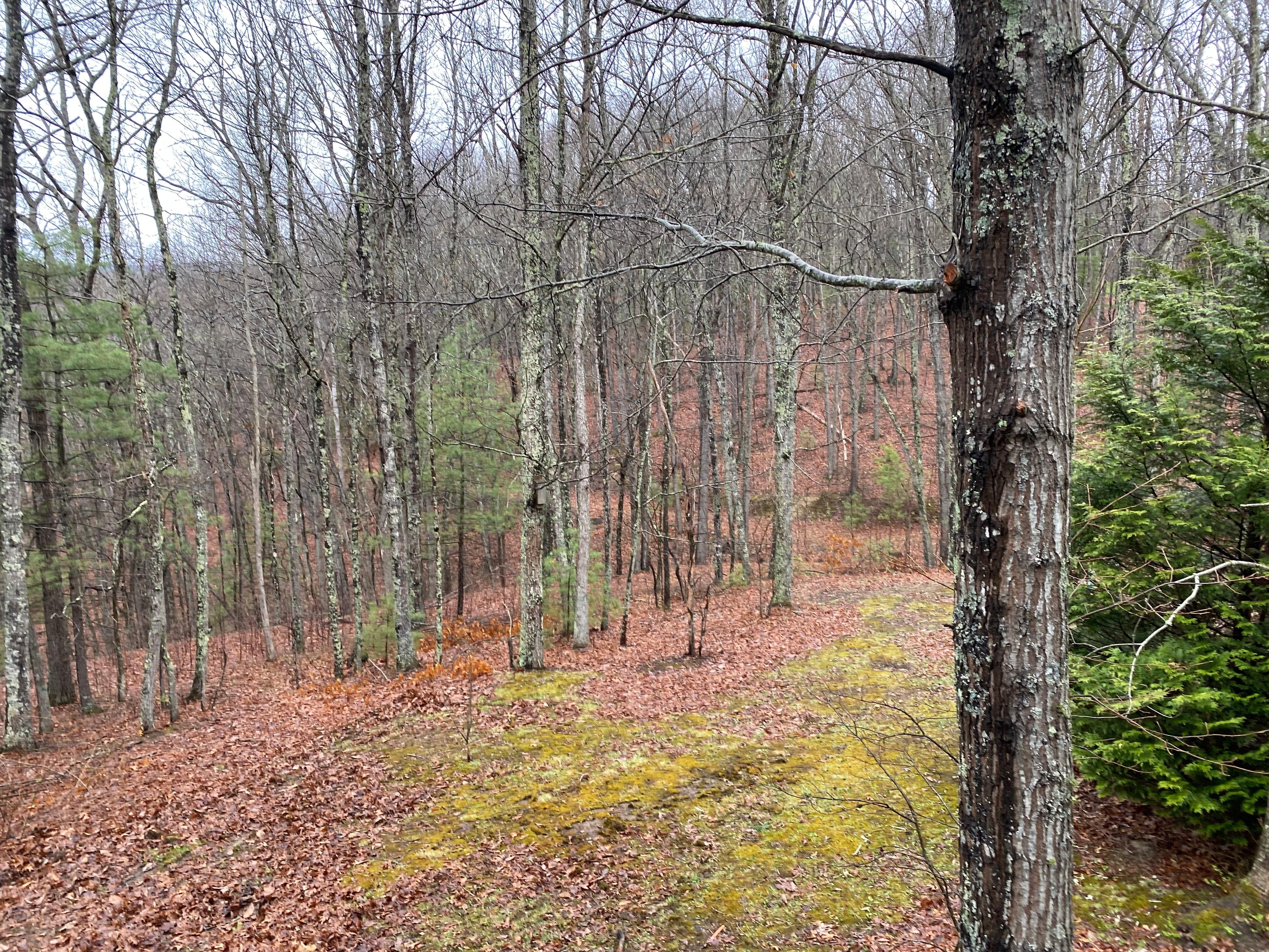 Views from the second floor to the back yard