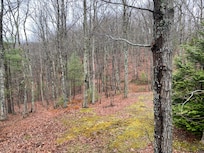 Views from the second floor to the back yard