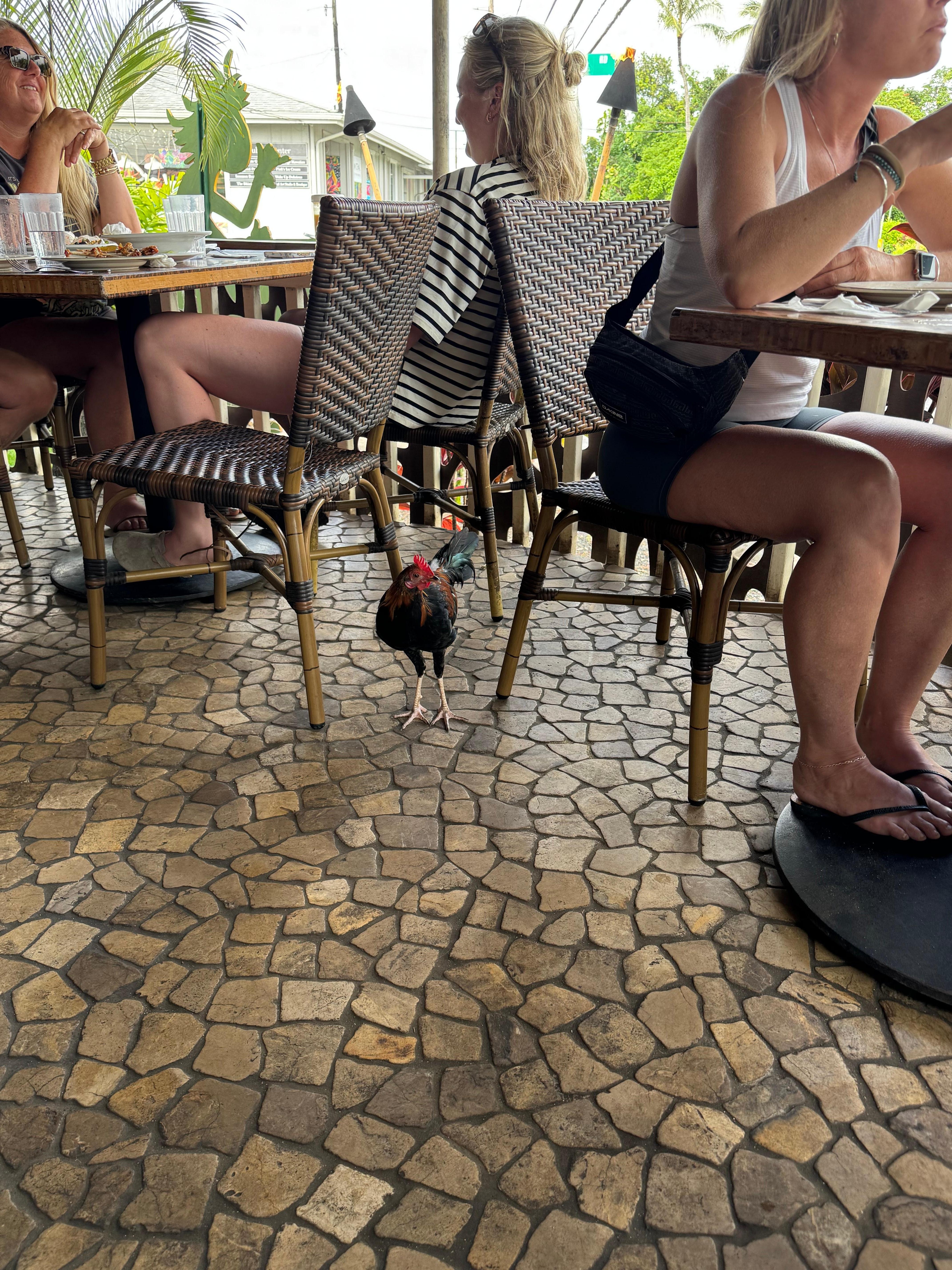 Rooster checking the menu