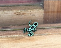 Dart frog entered under door
