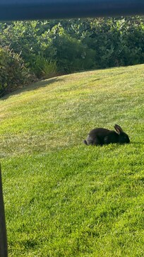 Resident black bunnies.