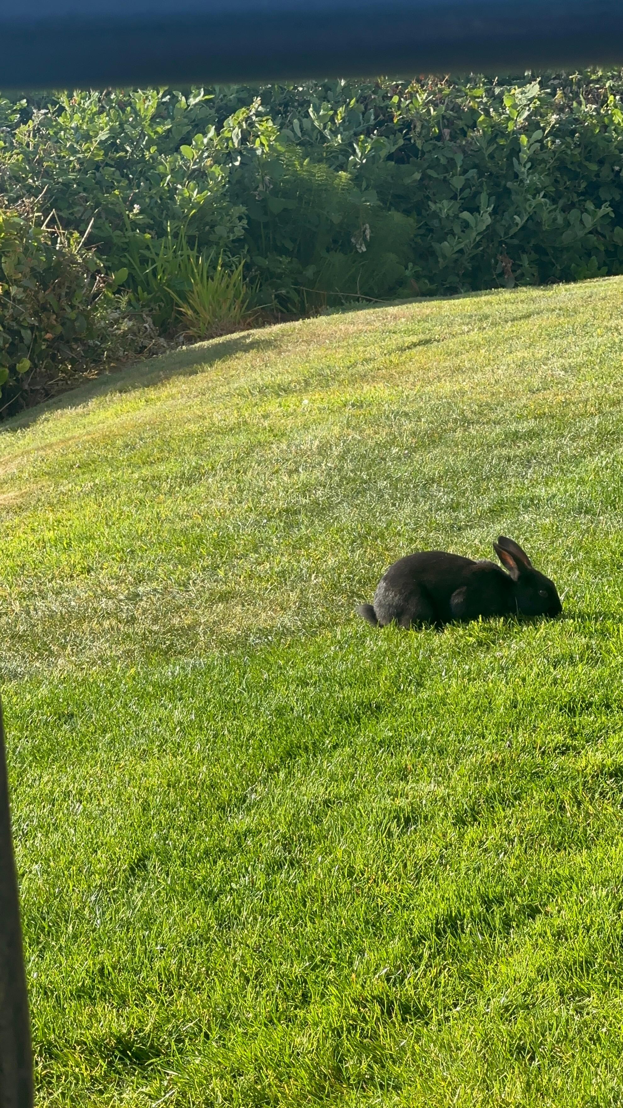 Resident black bunnies.