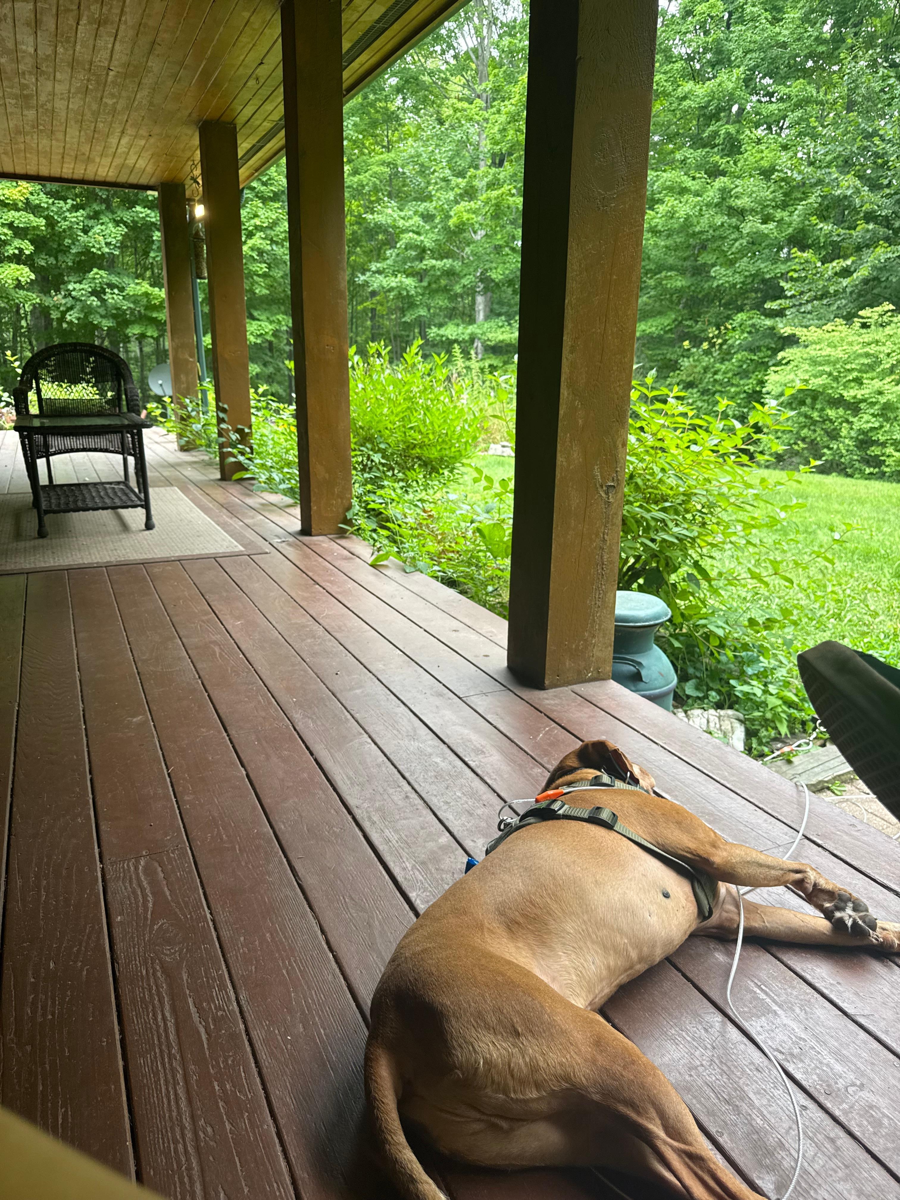 Our dog relaxing after a hike.