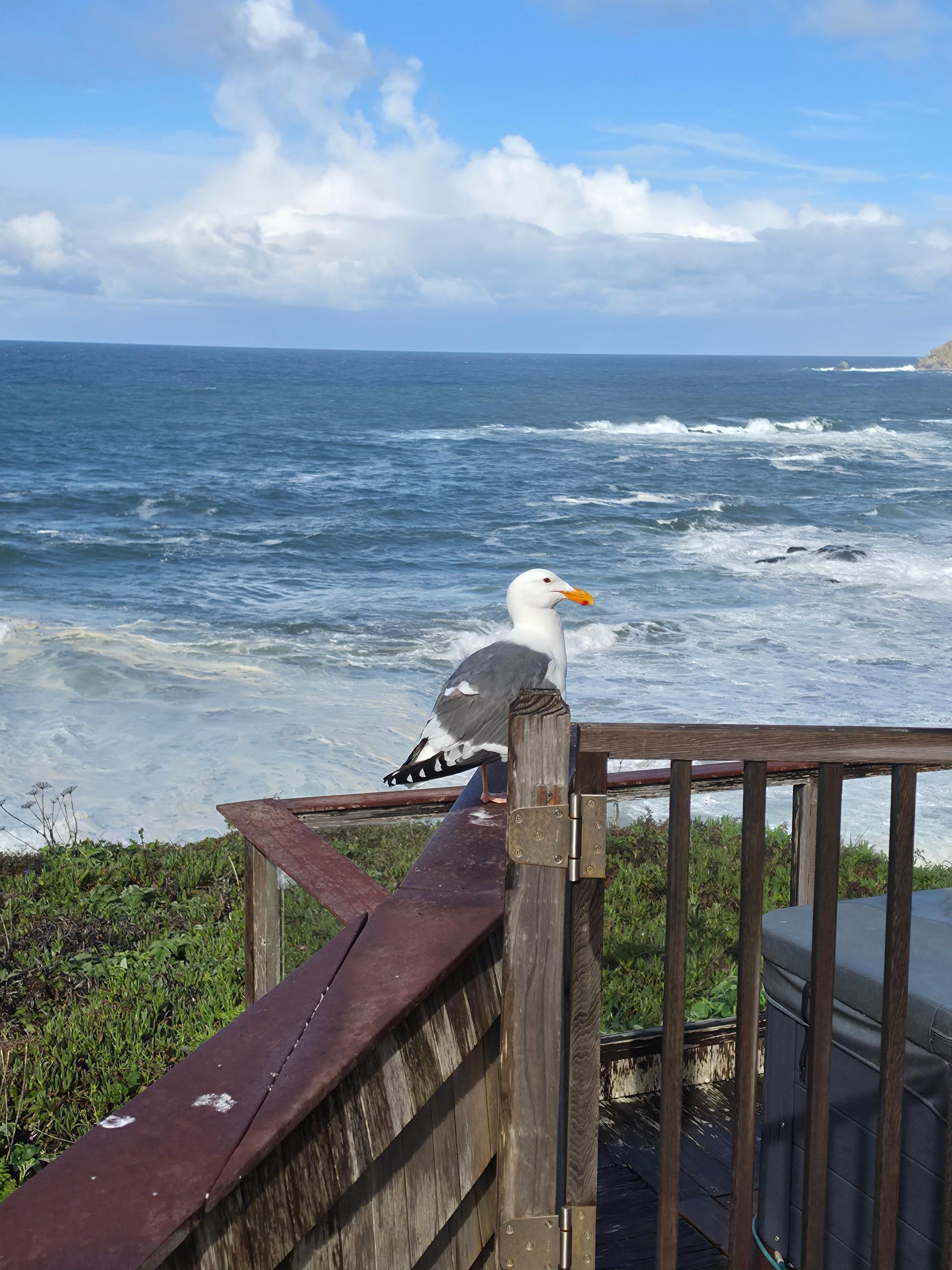 Our buddy for the trip. He always hung out on the rail at some point each day.