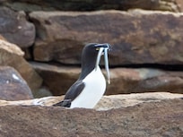 Donelda's tour - Razorbill with lunch