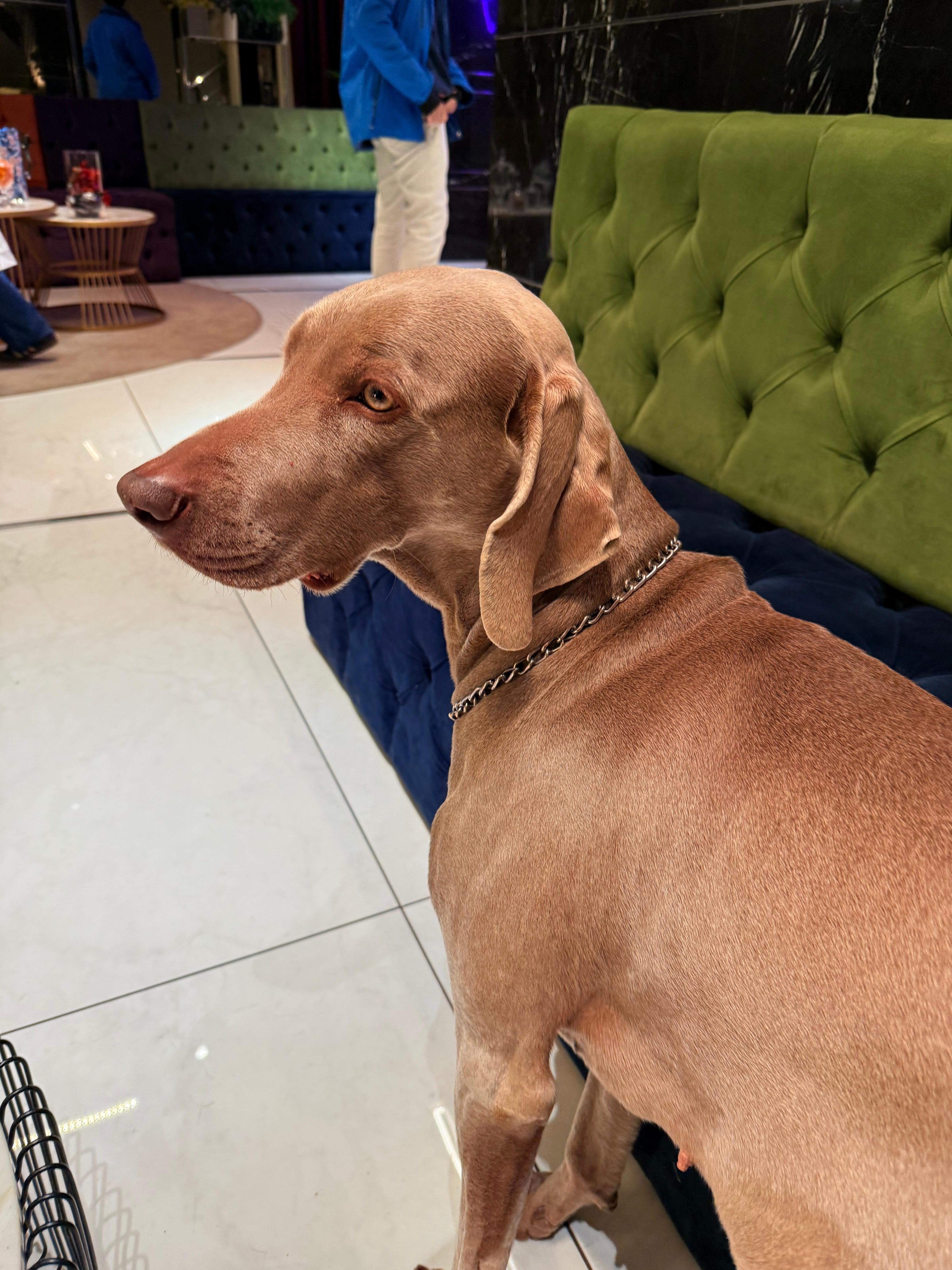 Essa cachorrinha linda fica na recepção ❤️