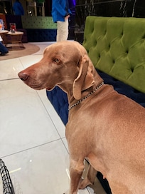 Essa cachorrinha linda fica na recepção ❤️