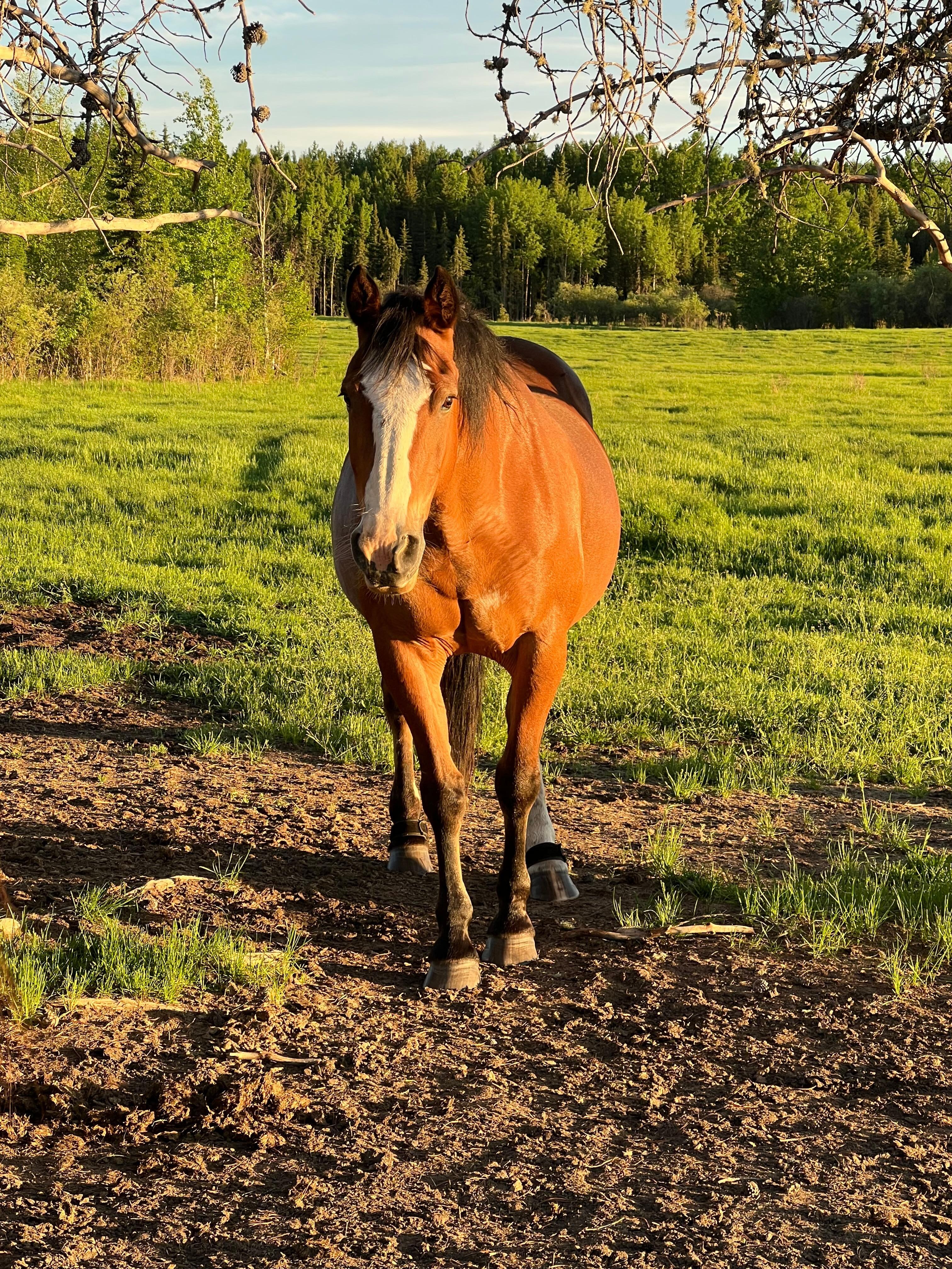Horses a bonus