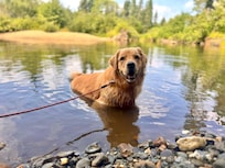 Goose enjoying the stream (some hiking required).