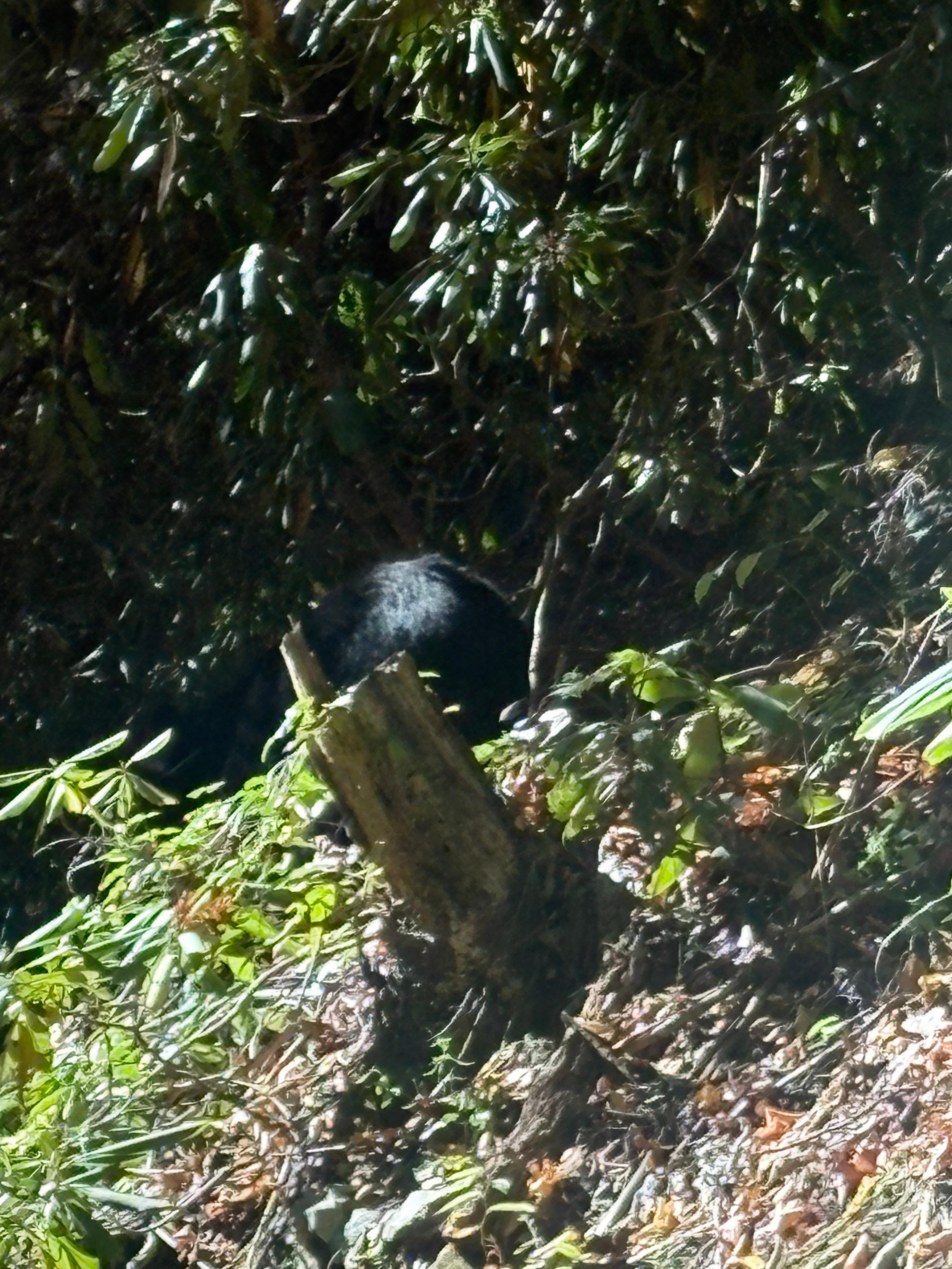 Very big bear at bottom of Cobbly Nob mountain 