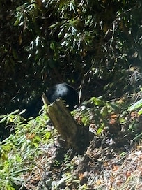 Very big bear at bottom of Cobbly Nob mountain