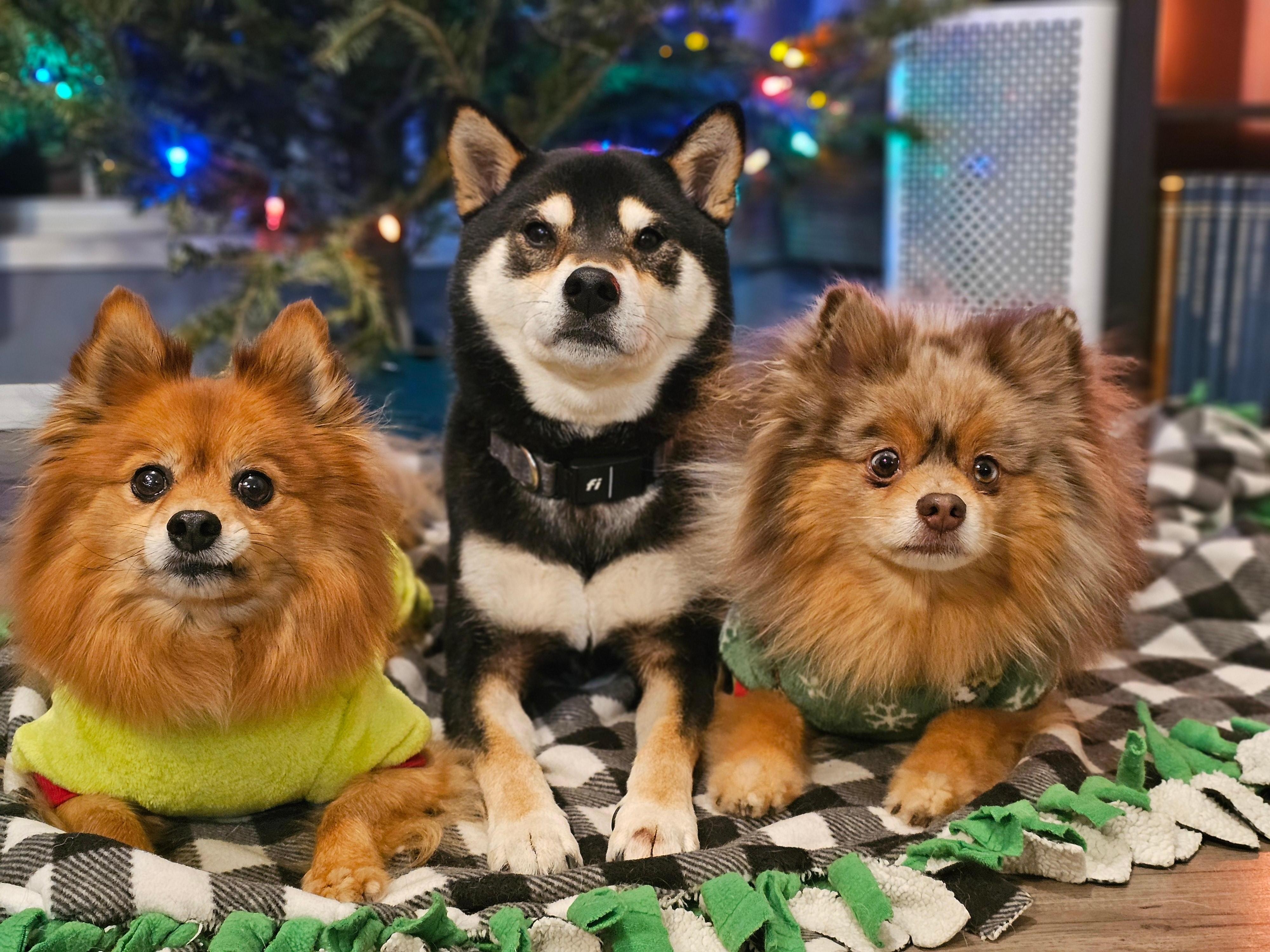 Major, Minor and Lexie by the tree 