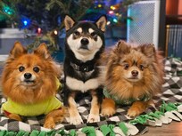 Major, Minor and Lexie by the tree