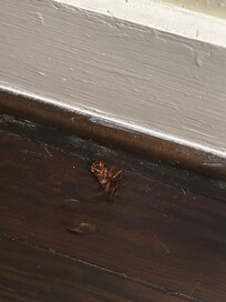 Dead cockroach