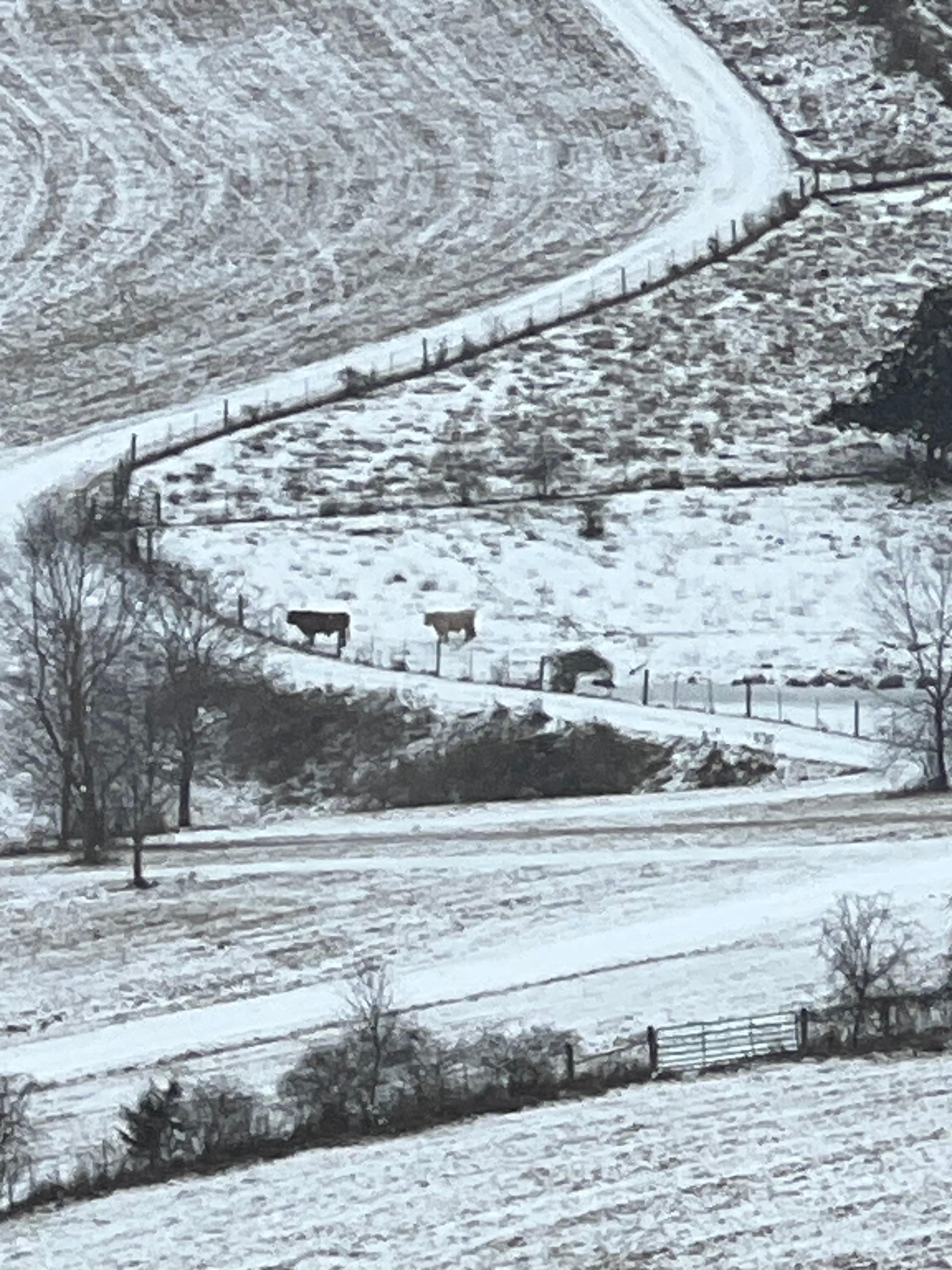 Hairy cows in the distance