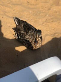 Friends on the beach. Very polite ducks!