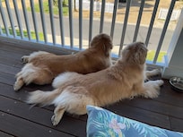 Girls loved watching the neighborhood activities.