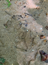 Bear tracks at creek