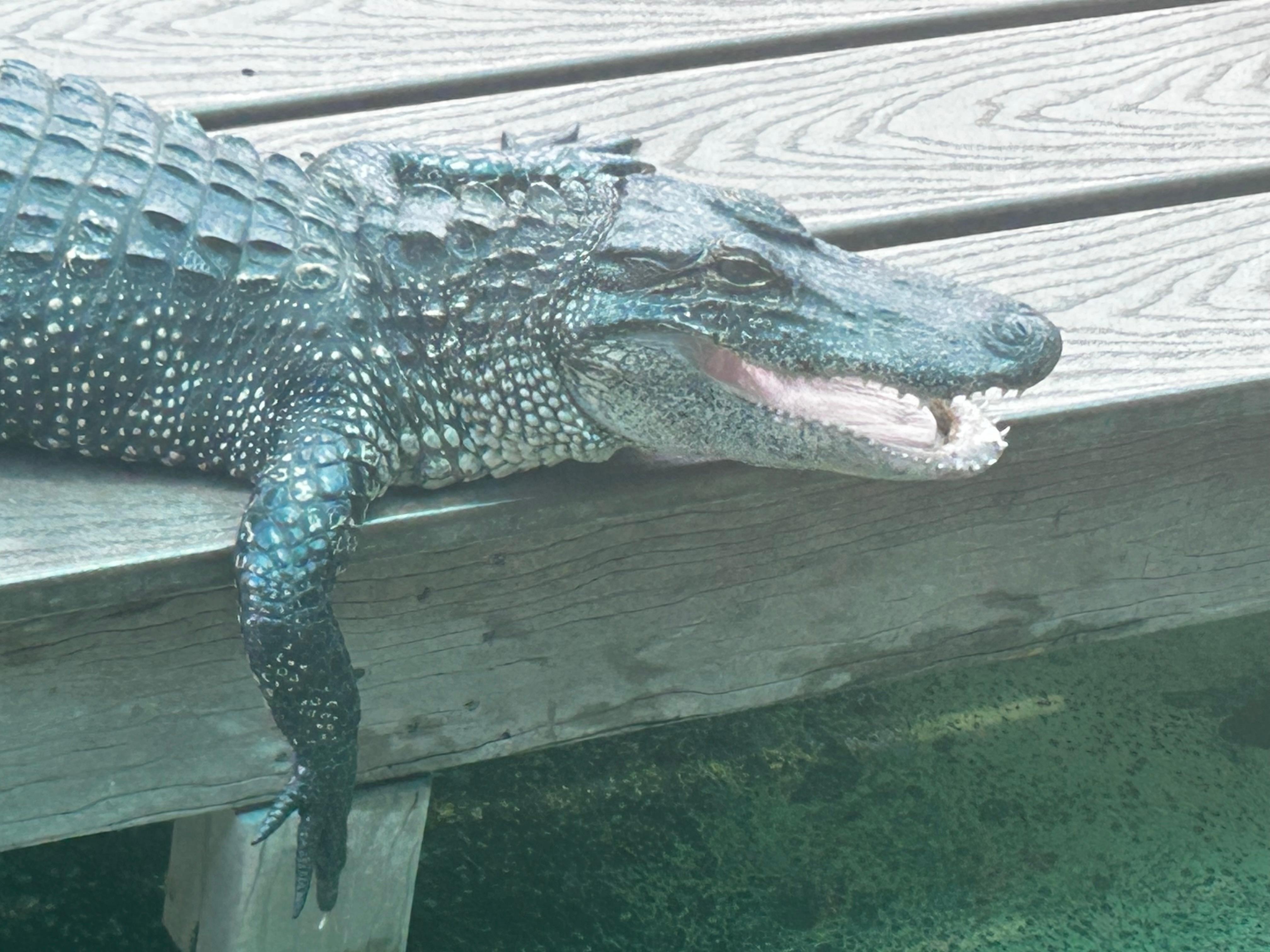 Gatorland