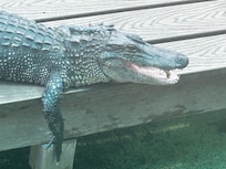 Gatorland