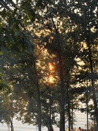 Sunset through the trees