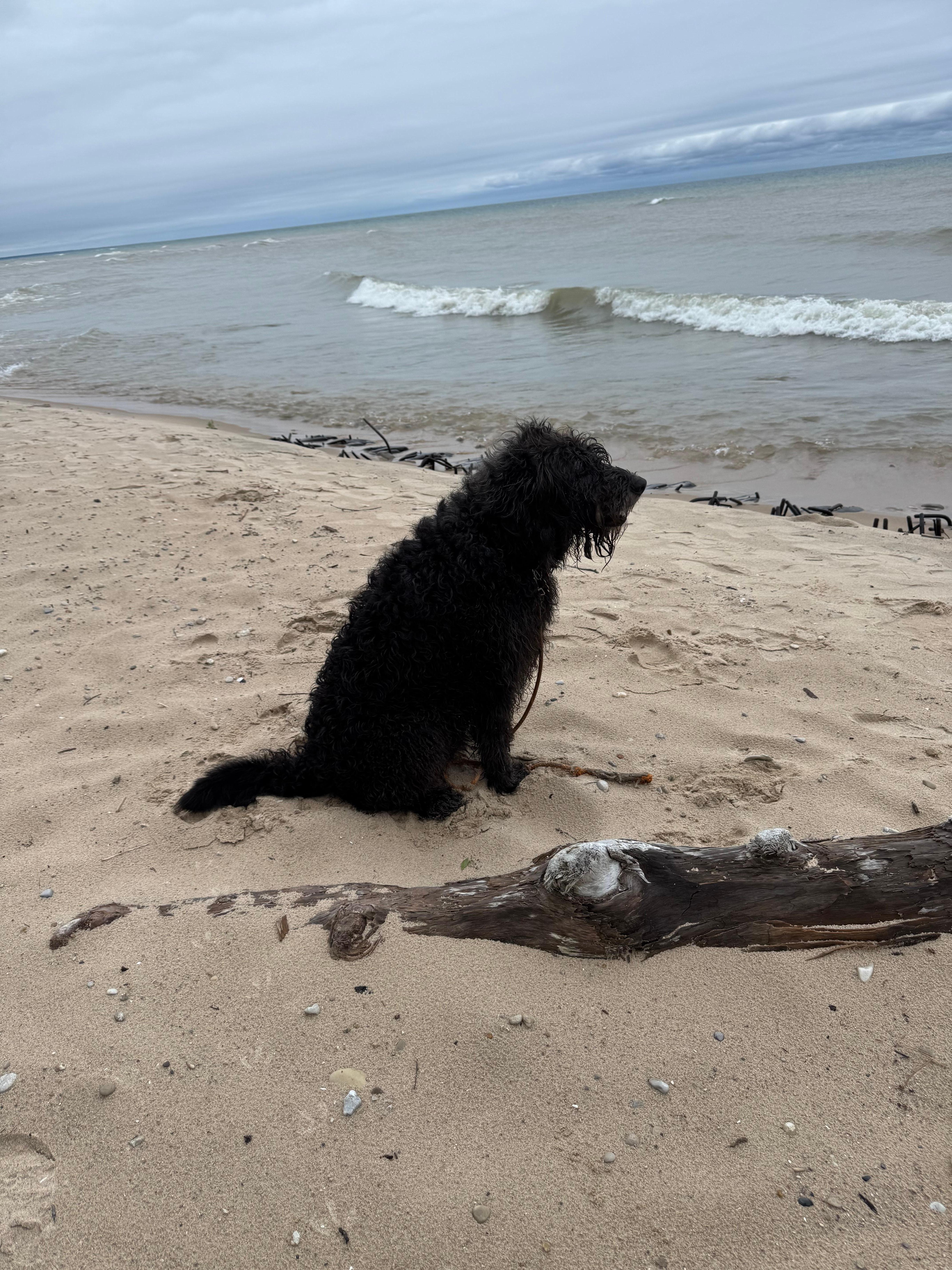 Mac was too exhausted to appreciate the cottage to its fullest but he loved the cool floor to sleep through the night.