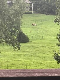 The meadow with horses and sometimes deer.