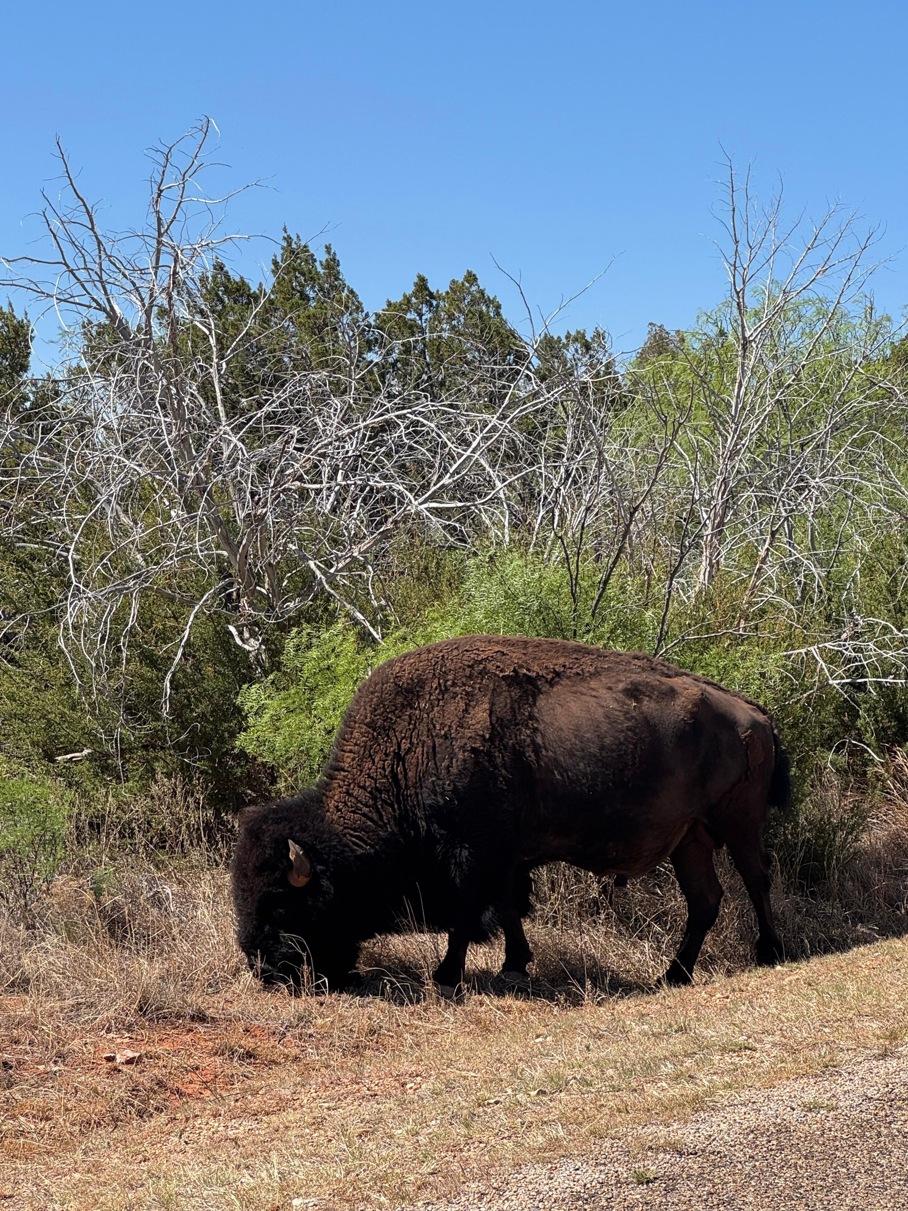 Caprock Canyons 