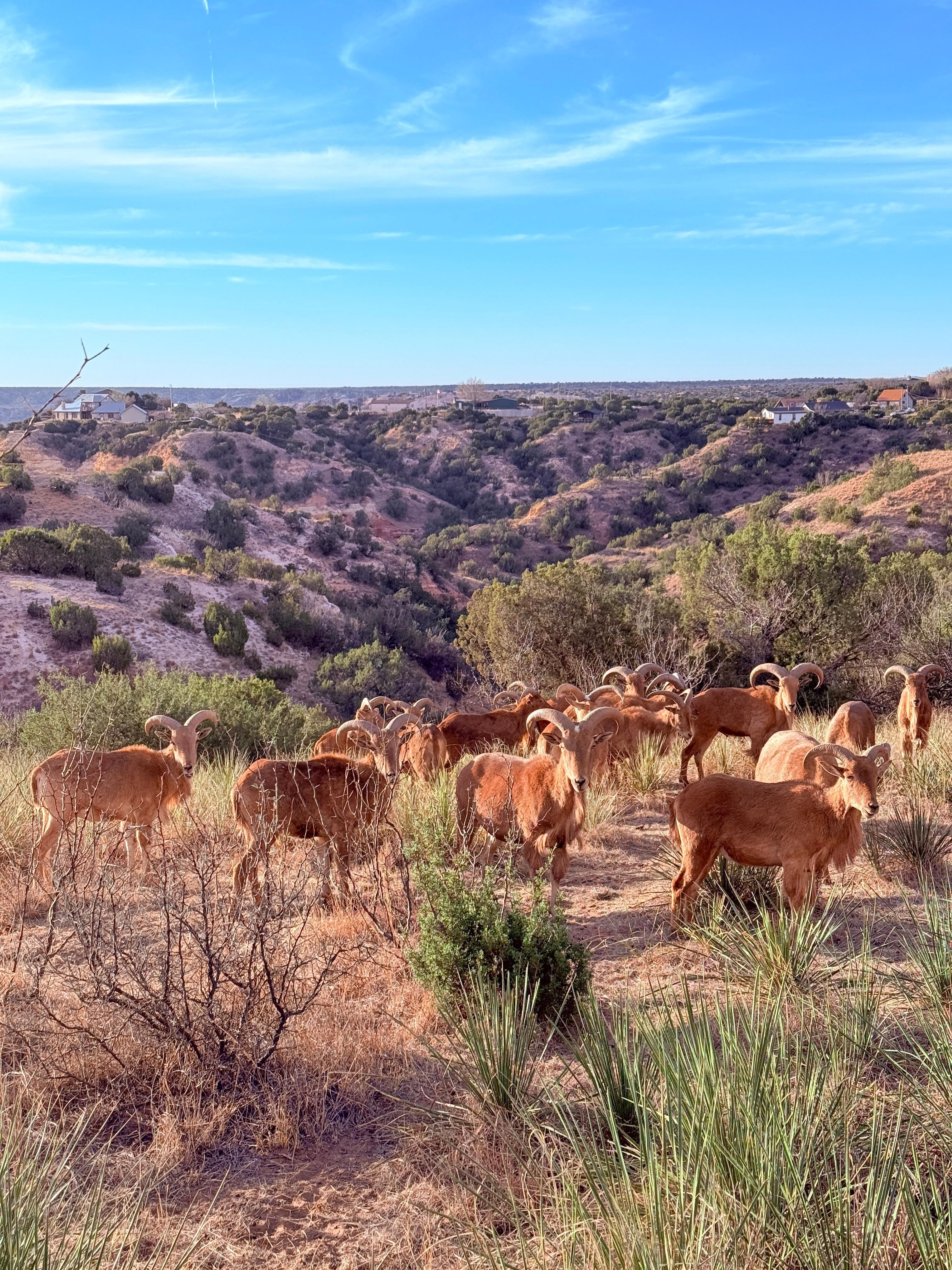 Friends visiting behind the backyard - canyon affords a fantastic backdrop.  