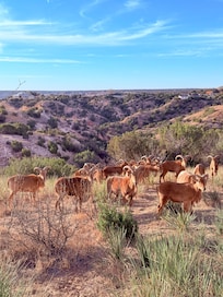 Friends visiting behind the backyard - canyon affords a fantastic backdrop.