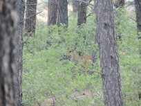 Several mule deer roamed the area every day as well.