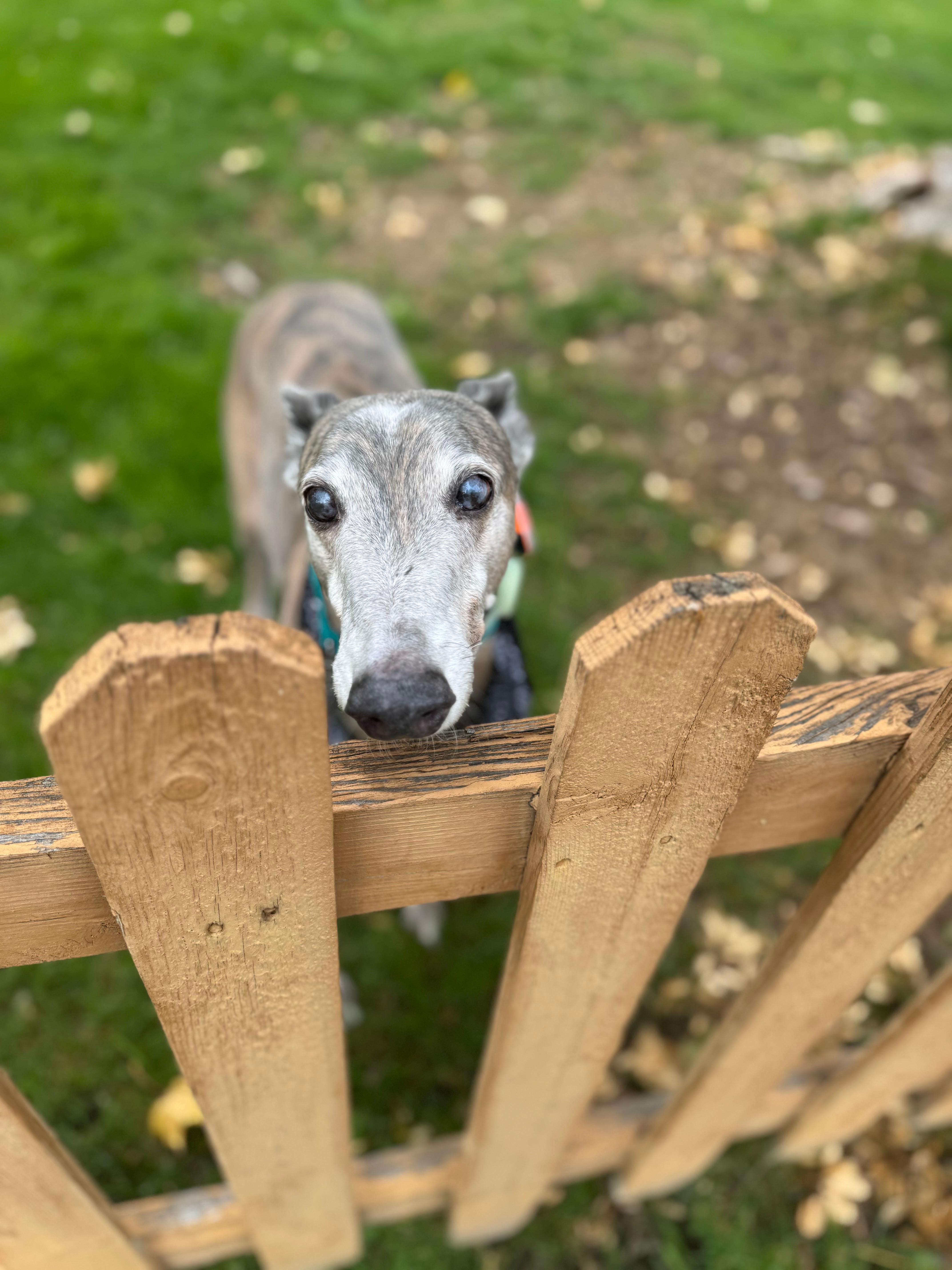 My dog Blue enjoyed the big yard. 