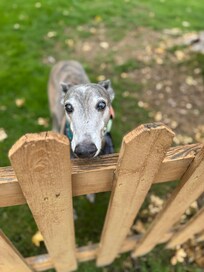 My dog Blue enjoyed the big yard.