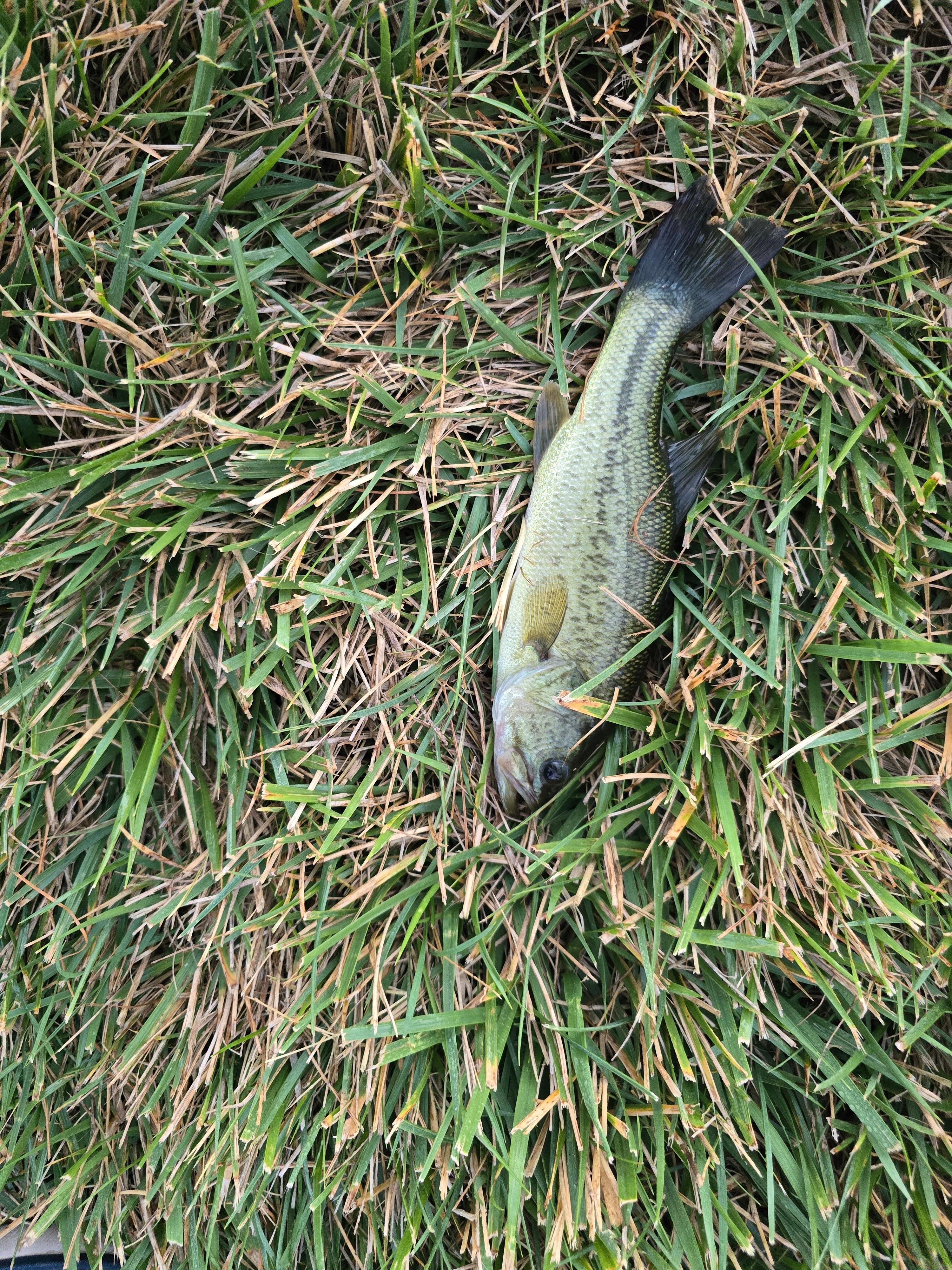 Just wanted the fish I caught catch and release