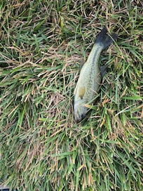 Just wanted the fish I caught catch and release