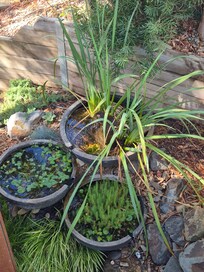 Lovely garden setting