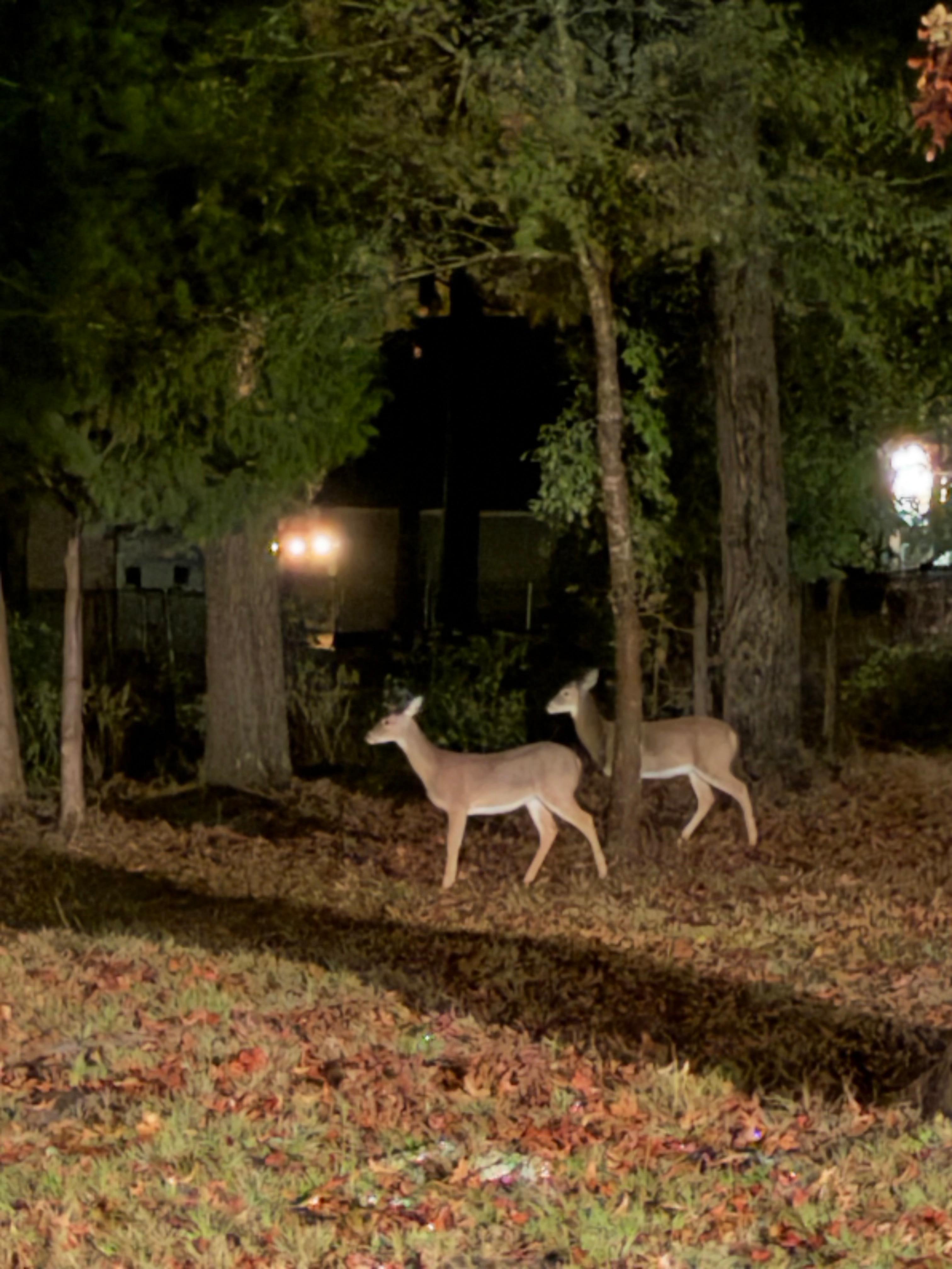 Nightly deer visits 