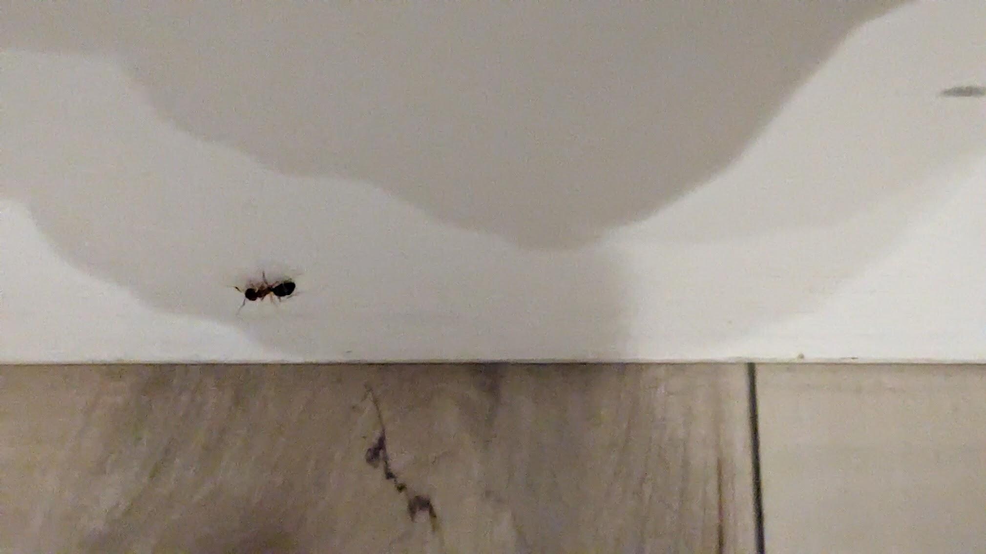 dining room wall