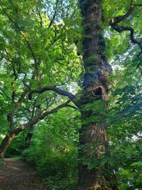 Der Park mit wunderschönen alten Bäumen