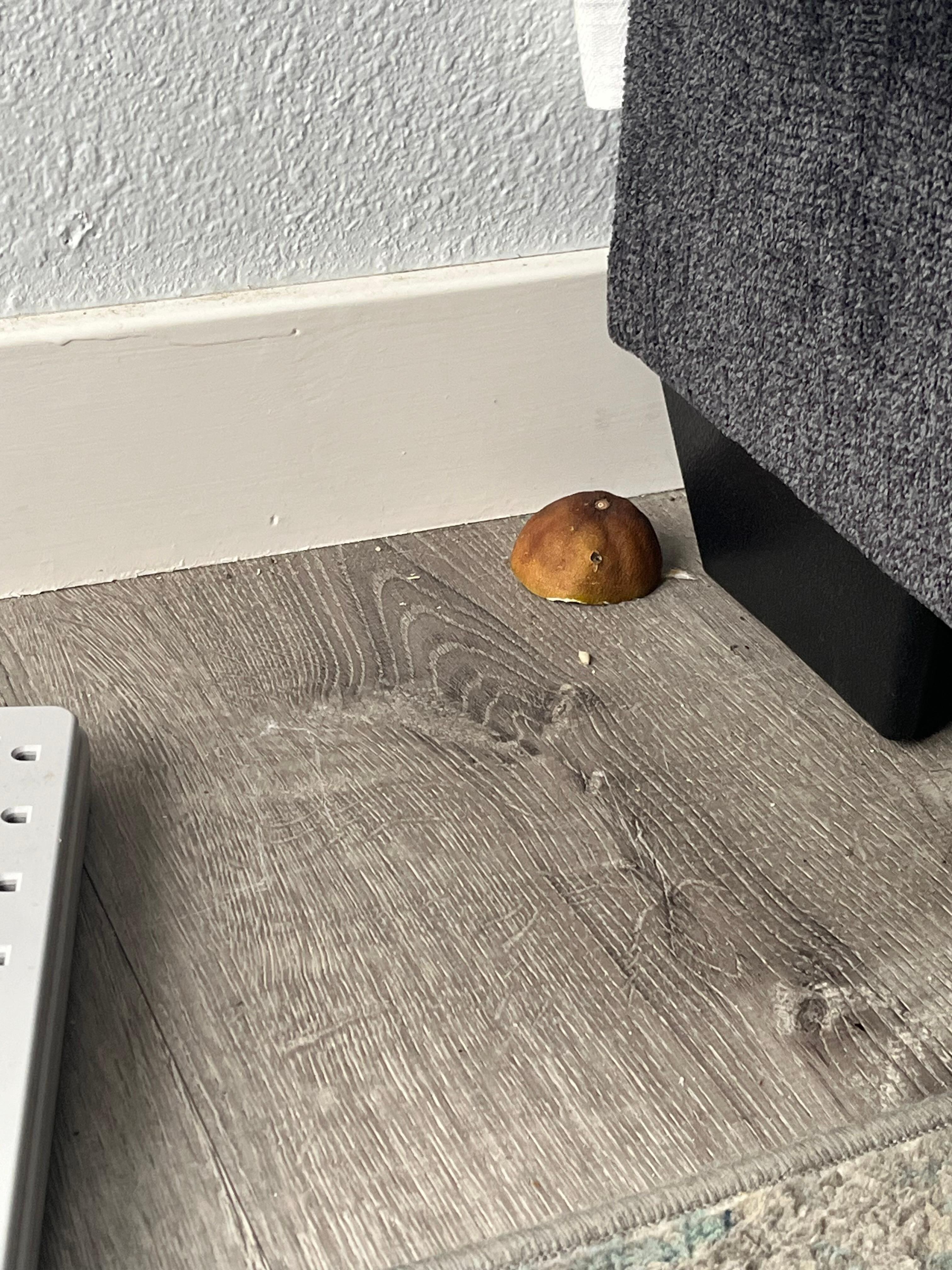 Lemon behind couch