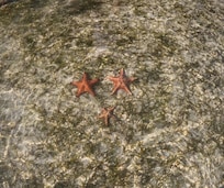 Starfish Point