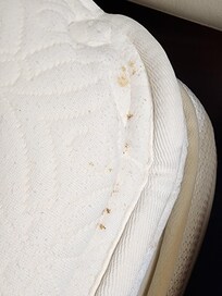 Bed bugs