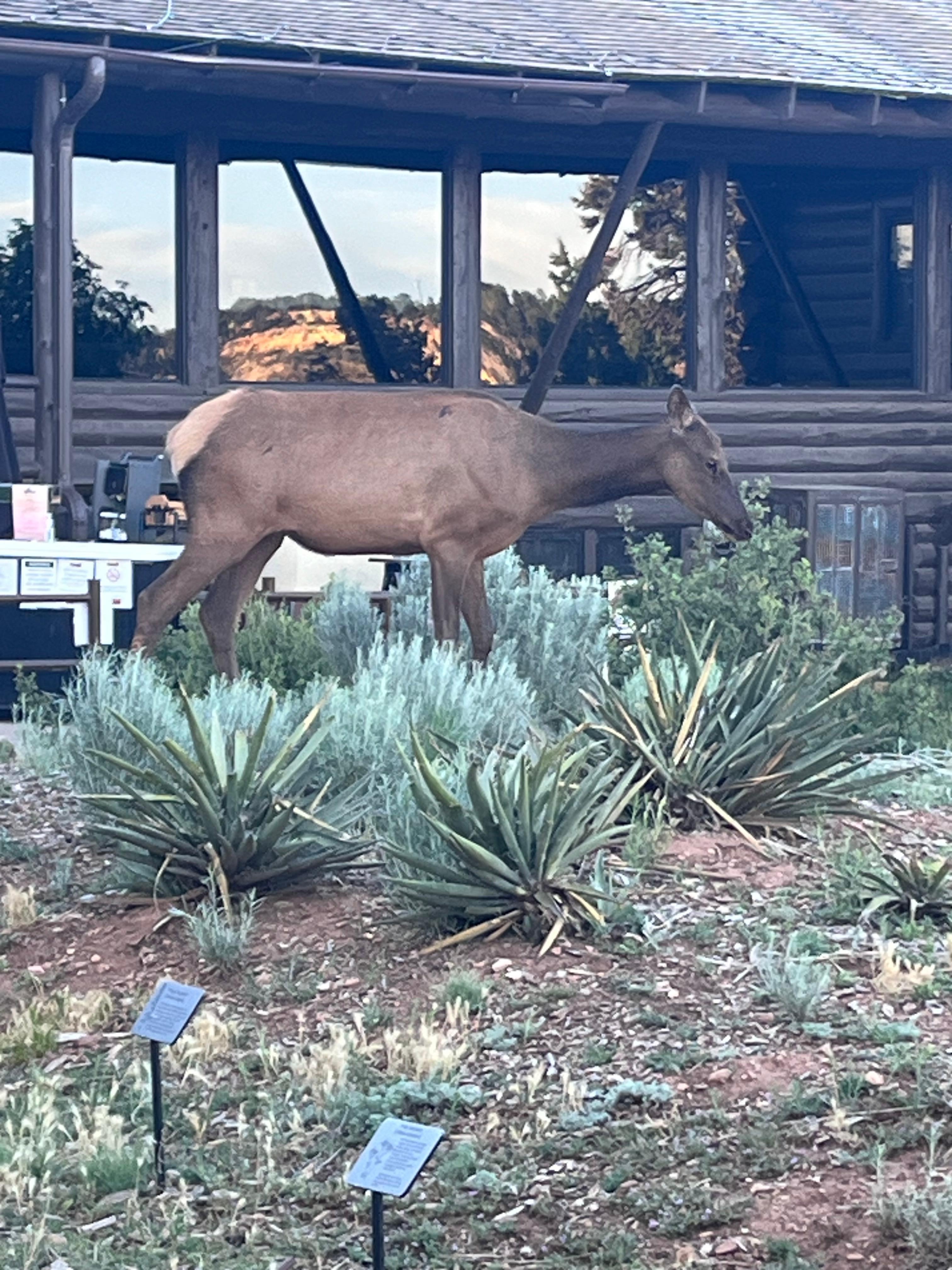 Local visitor 
