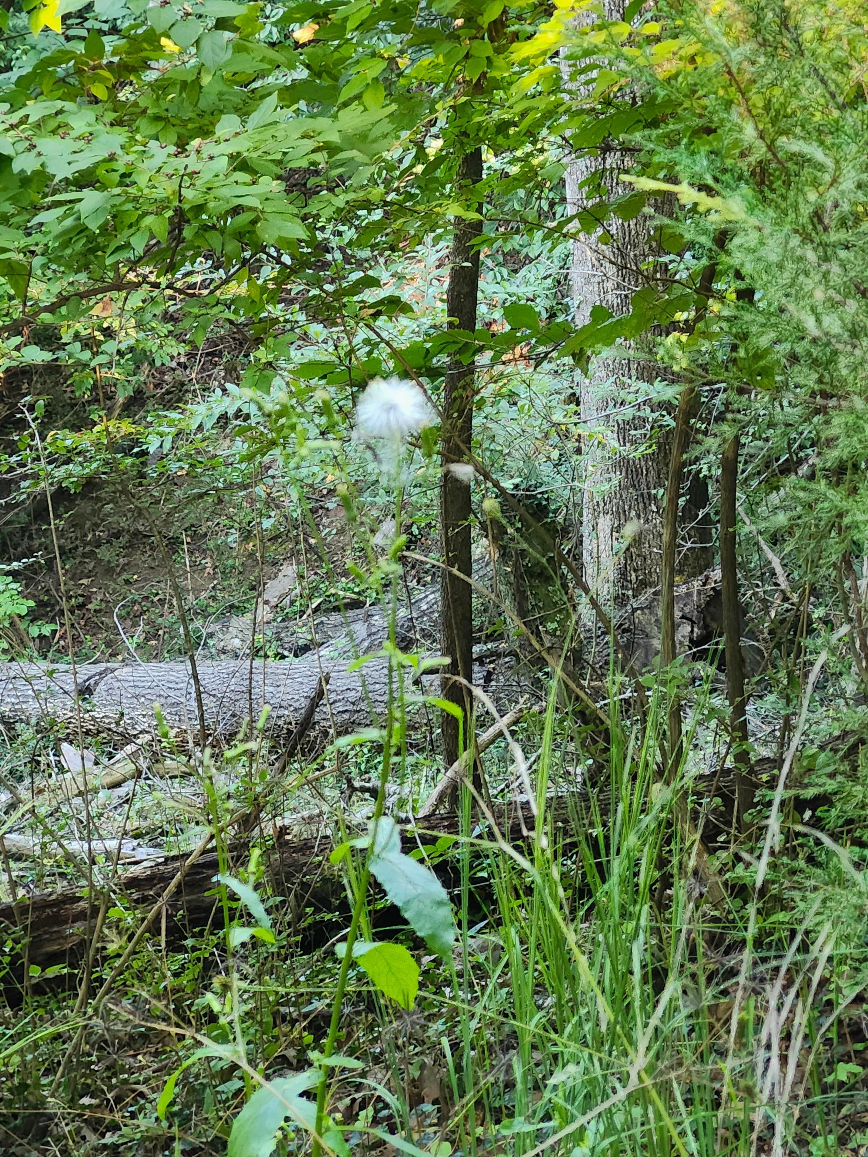 A lone flower on the hillside.