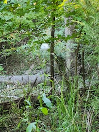 A lone flower on the hillside.