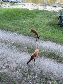 just a few of the many deer on the road in front of cabin