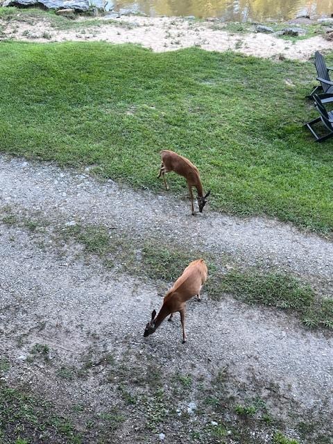 just a few of the many deer on the road in front of cabin