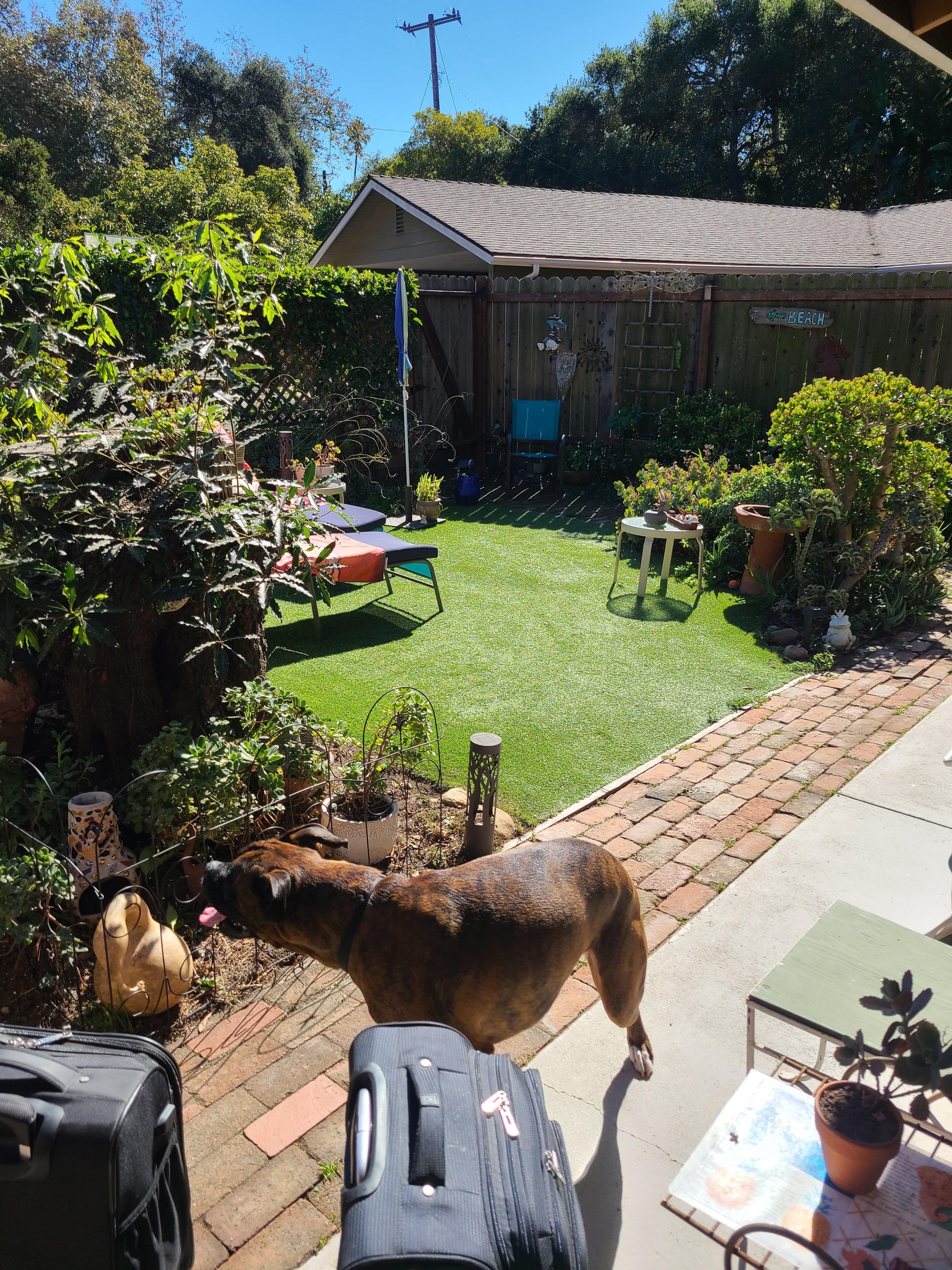 Beautiful, fenced in yard for relaxing and our dog to explore.