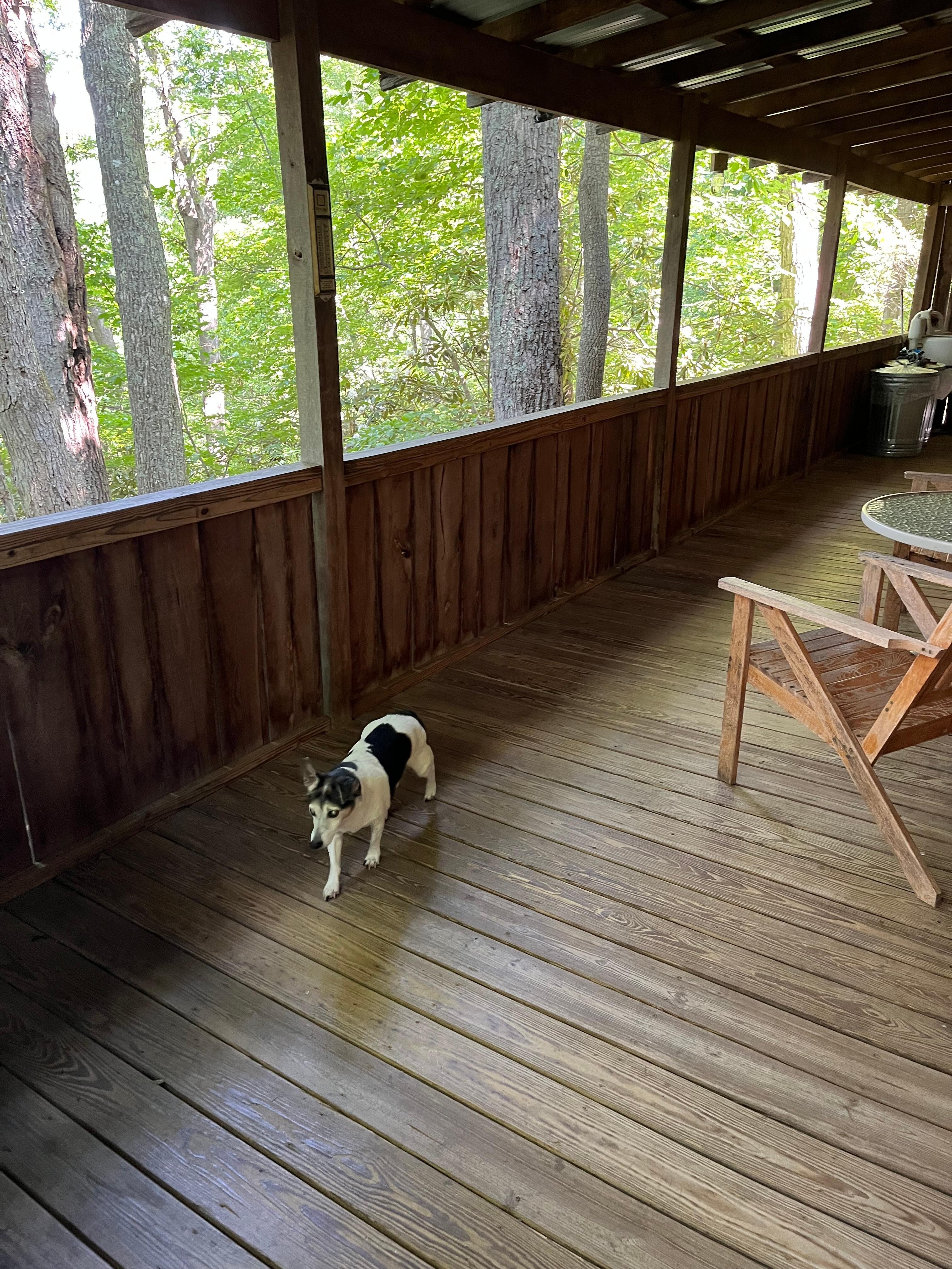 The deck is perfect for furry friends 