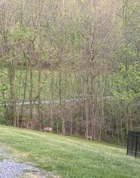 Deer feeding in yard